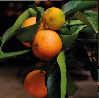 Casa Peppe: naranjas madurando en el árbol, entre hojas verdes.
